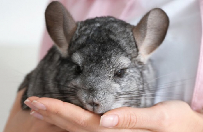 Comment adopter un chinchilla ?