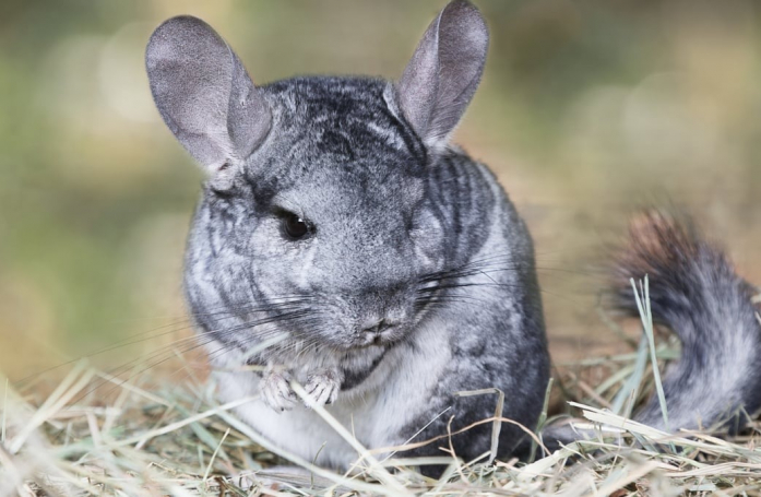 Combien coûte l’adoption d’un chinchilla ?