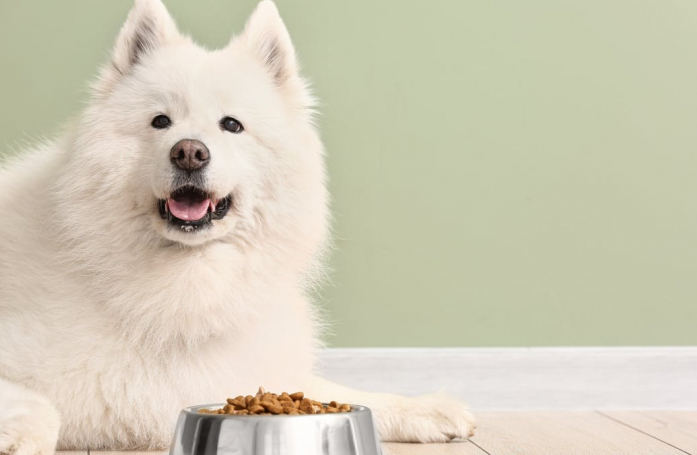 Comment choisir l’alimentation de son chat ou de son chien pour assurer son bien-être ?