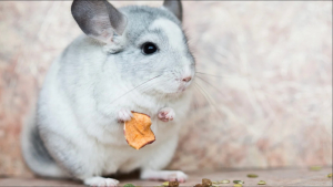 Illustration : "Comment nourrir un chinchilla adopté en refuge ?"