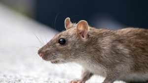 Illustration : "Que faut-il savoir avant d’adopter un rat ?"