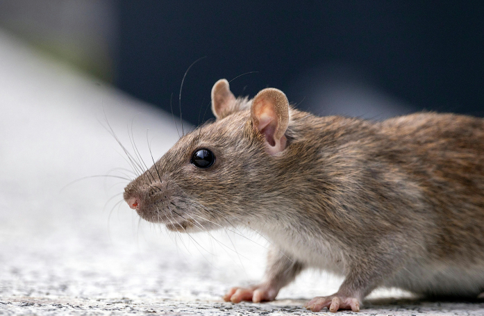 Que faut-il savoir avant d’adopter un rat ?