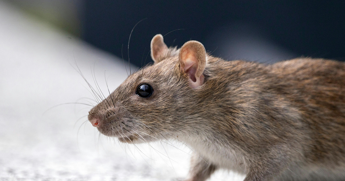 Ann Rats Adoption d’un rat : ce qu’il faut savoir avant de l'adopter