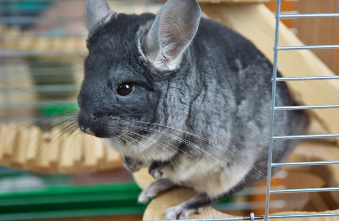Quels sont les accessoires indispensables pour adopter un chinchilla ?