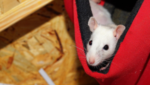 Illustration : "Quels sont les accessoires indispensables pour adopter un rat ?"
