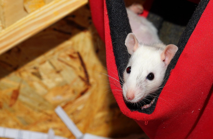 Quels sont les accessoires indispensables pour adopter un rat ?