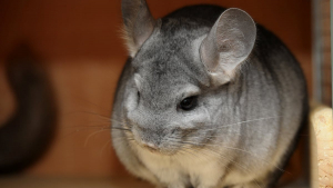 Illustration : "Comment manipuler et caresser son chinchilla ?"