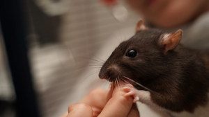 Illustration : "Comment manipuler et caresser son rat ?"