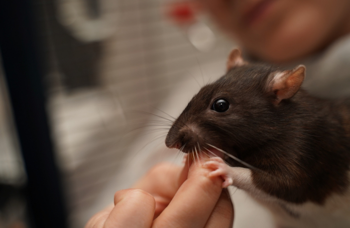 Comment manipuler et caresser son rat ?