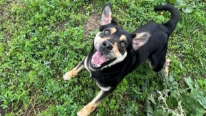 Illustration : "Après la maltraitance et la peur, ce chien au cœur tendre rêve simplement de trouver une famille aimante (vidéo)"