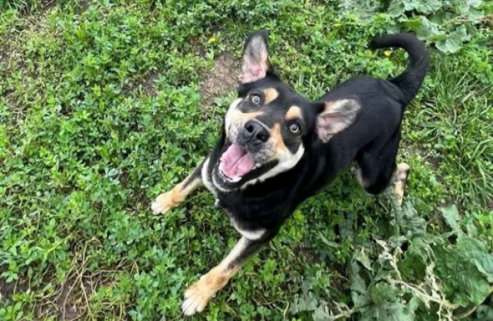 Après la maltraitance et la peur, ce chien au cœur tendre rêve simplement de trouver une famille aimante (vidéo)