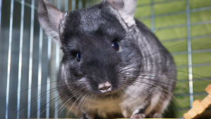 Illustration : "Que faut-il savoir avant d’adopter un chinchilla ?"