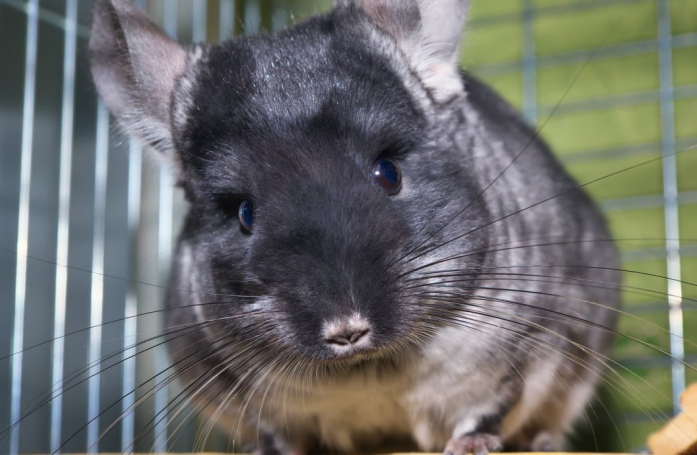 Que faut-il savoir avant d’adopter un chinchilla ?