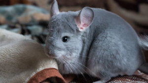 Illustration : "Comment prendre soin d’un chinchilla adopté ?"