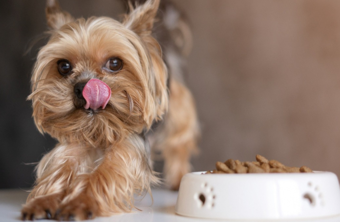 Comment choisir les meilleures croquettes pour son chien ?