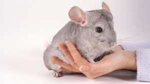 Illustration : "Comment faire garder son chinchilla pendant les vacances ?"