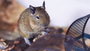 Illustration : "Comment adopter un octodon ?"