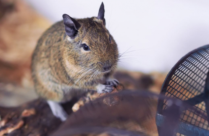 Comment adopter un octodon ?