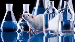 Illustration : "Comment adopter un rat de laboratoire ?"