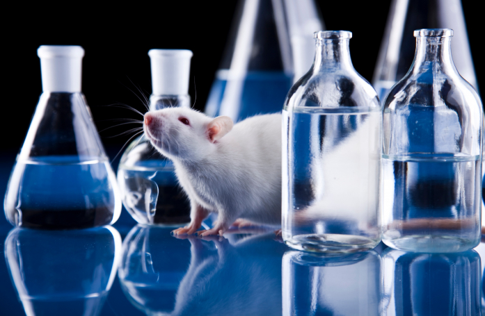 Comment adopter un rat de laboratoire ?