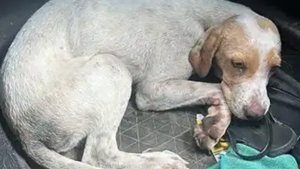 Illustration : "Cette chienne au cœur tendre qui n’a pas eu la vie facile rêve de prendre un nouveau départ dans un foyer aimant"