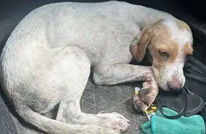 Cette chienne au cœur tendre qui n’a pas eu la vie facile rêve de prendre un nouveau départ dans un foyer aimant