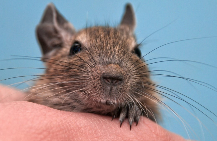 Combien coûte l'adoption d'un octodon ?