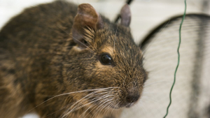 Illustration : "Comment nourrir un octodon adopté en refuge ?"