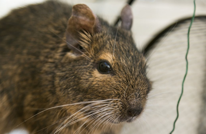 Comment nourrir un octodon adopté en refuge ?