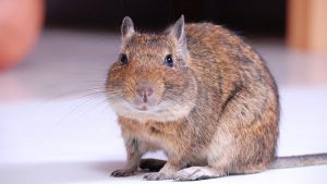 Illustration : "Quels sont les accessoires indispensables pour adopter un octodon ?"