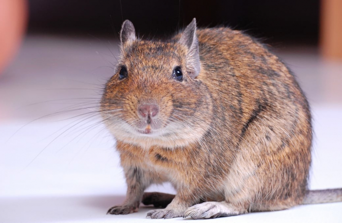 Quels sont les accessoires indispensables pour adopter un octodon ?