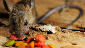 Illustration : "Comment nourrir un rat adopté en refuge ?"