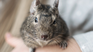 Illustration : "Comment manipuler et caresser son octodon ?"