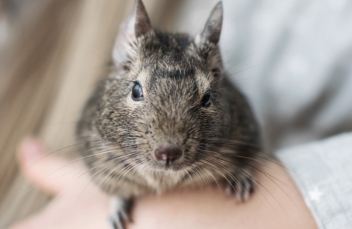 Comment manipuler et caresser son octodon ?