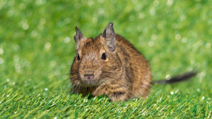 Illustration : "Que faut-il savoir avant d’adopter un octodon ?"