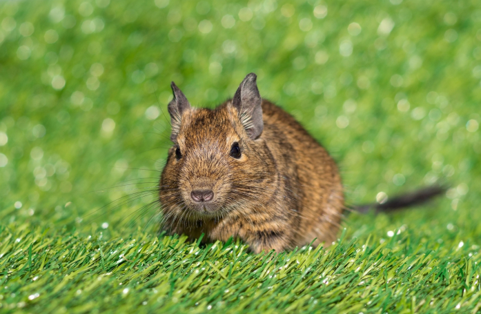 Que faut-il savoir avant d’adopter un octodon ?