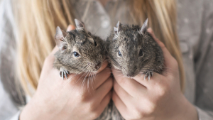 Illustration : "Comment prendre soin d’un octodon adopté ?"