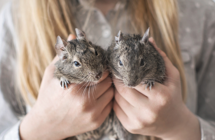 Comment prendre soin d’un octodon adopté ?