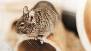 Illustration : "Comment faire garder son octodon pendant les vacances ?"