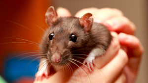 Illustration : "Comment adopter un rat ?"