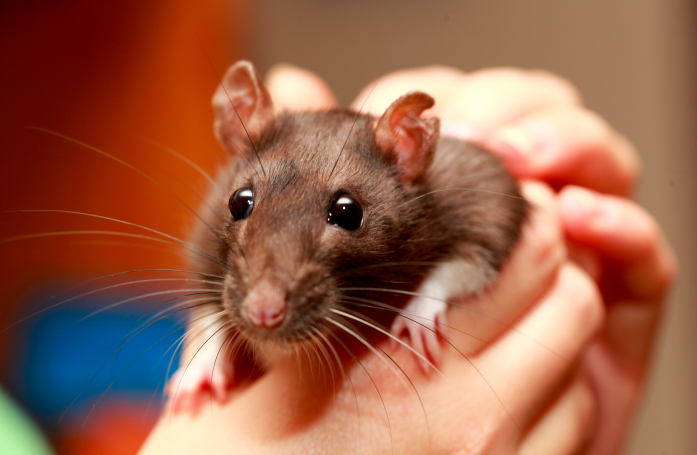 Comment adopter un rat ?