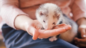 Illustration : "Comment adopter un furet ?"