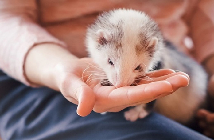 Comment adopter un furet ?