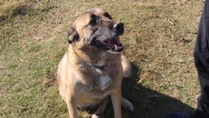 Illustration : "« Elle s’était résignée à cette vie de misère », cette chienne qui essayait de survivre dehors rêve d’une adoption réussie "