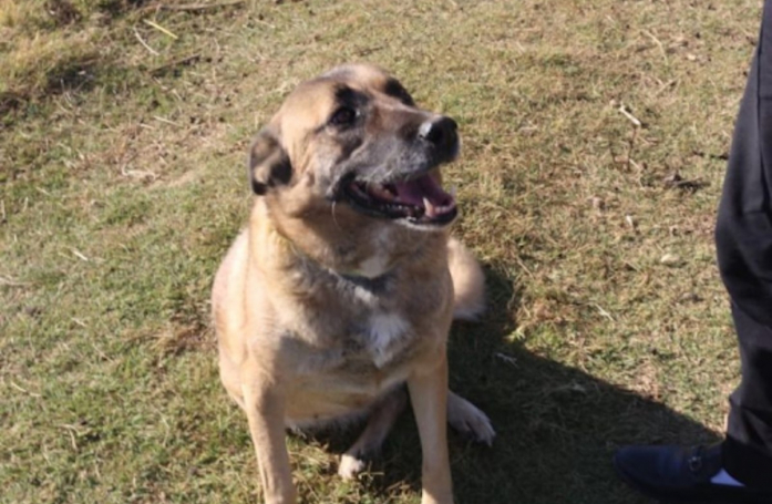 « Elle s’était résignée à cette vie de misère », cette chienne qui essayait de survivre dehors rêve d’une adoption réussie 