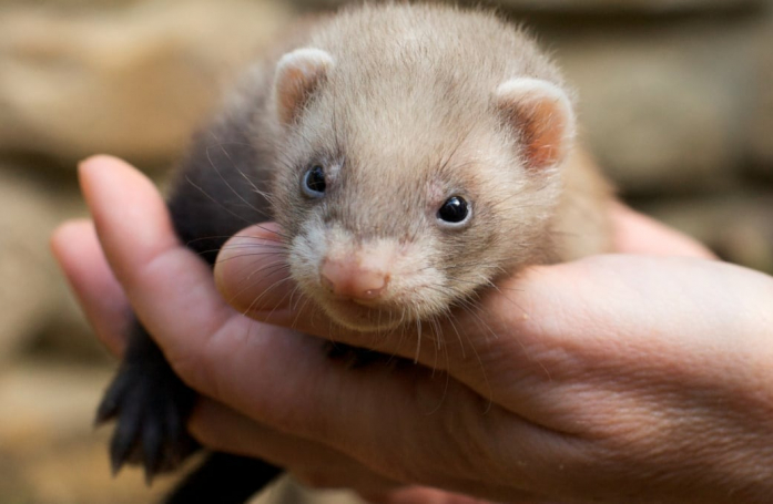 Combien coûte l'adoption d'un furet ?