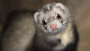 Illustration : "Pourquoi stériliser un furet adopté ?"