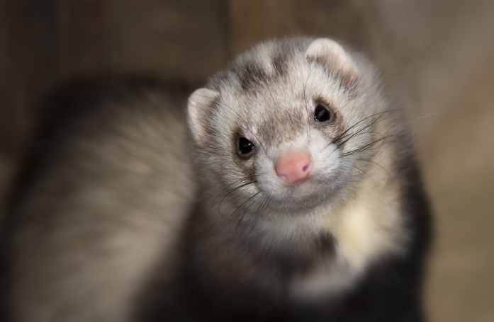 Pourquoi stériliser un furet adopté ?