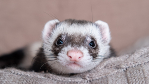 Illustration : "Comment nourrir un furet adopté en refuge ?"