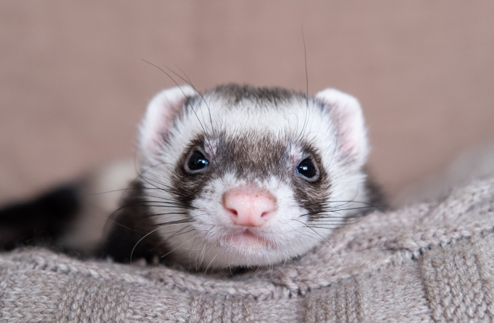 Comment nourrir un furet adopté en refuge ?